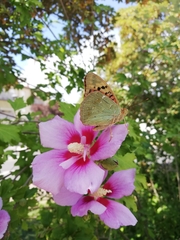 Argynnis pandora