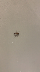 Camponotus castaneus