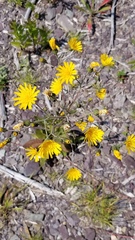 Hieracium lachenalii