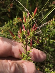 Hypericum tenuifolium