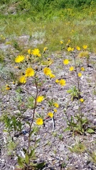 Hieracium lachenalii