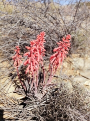 Gonialoe variegata