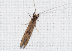 Mystacides longicornis