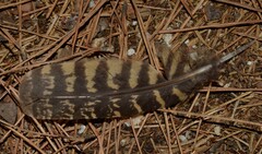 Caprimulgus europaeus