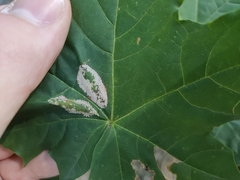 Phyllonorycter