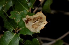 Phyllonorycter belotella