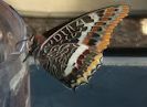 Charaxes jasius
