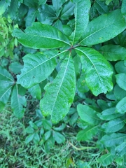 Quercus imbricaria