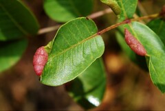 Forda marginata
