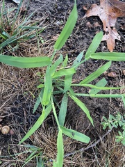 Digitaria sanguinalis
