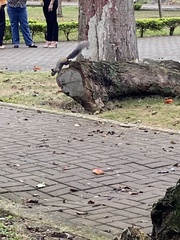 Sciurus stramineus