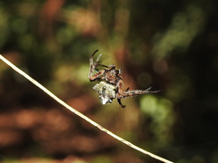 Verrucosa meridionalis