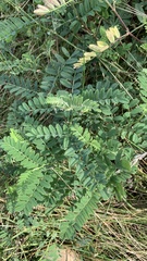 Astragalus cicer