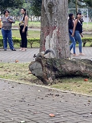 Sciurus stramineus
