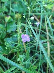 Agalinis tenuifolia