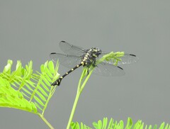 Ictinogomphus decoratus