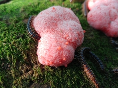 Tubifera ferruginosa