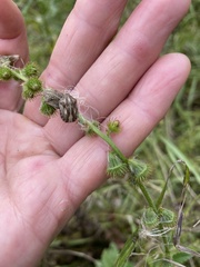 Eurygaster testudinaria