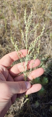 Artemisia nitrosa