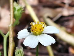 Braunsapis puangensis