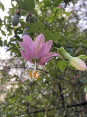 Passiflora tarminiana