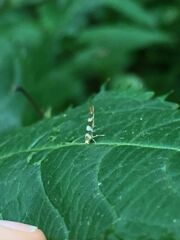 Argyresthia goedartella