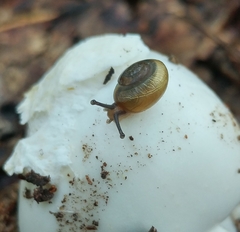 Gastrodontidae