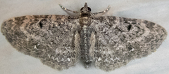 Eupithecia fletcherata