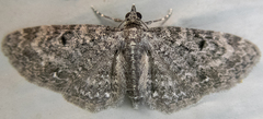 Eupithecia fletcherata