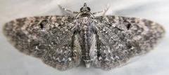Eupithecia fletcherata