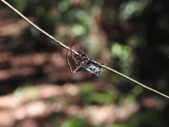 Verrucosa meridionalis