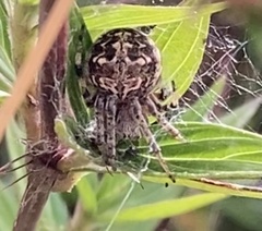 Neoscona nautica