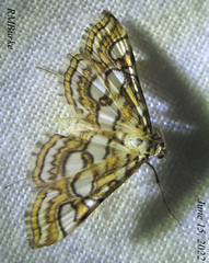 Elophila ekthlipsis