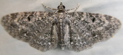 Eupithecia fletcherata