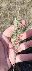 Artemisia nitrosa