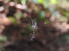 Verrucosa meridionalis