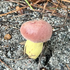 Pulchroboletus rubricitrinus