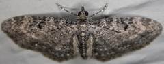 Eupithecia fletcherata