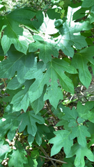 Hydrangea quercifolia