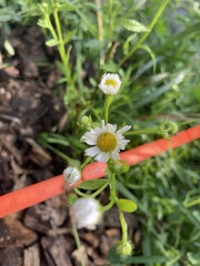 Erigeron strigosus