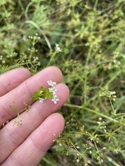 Galium rivale