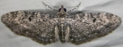 Eupithecia fletcherata