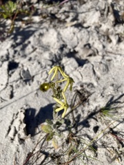 Lyperia tristis