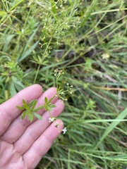 Galium rivale