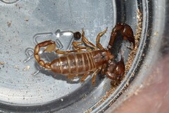 Euscorpius lesbiacus