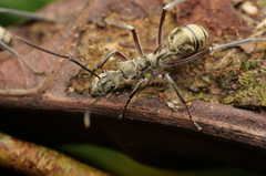 Polyrhachis sexspinosa