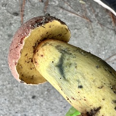 Pulchroboletus rubricitrinus