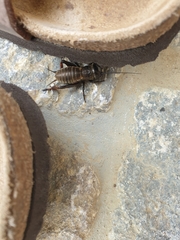 Gryllus campestris