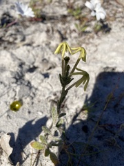 Lyperia tristis