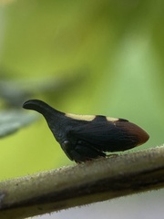 Enchenopa binotata